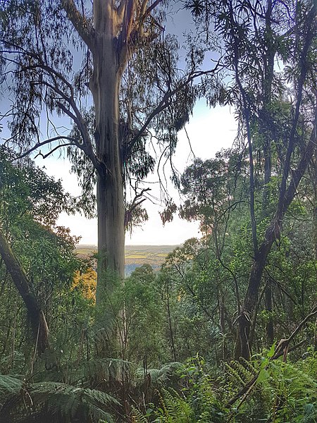 kokoda memorial trail dandenong ranges
